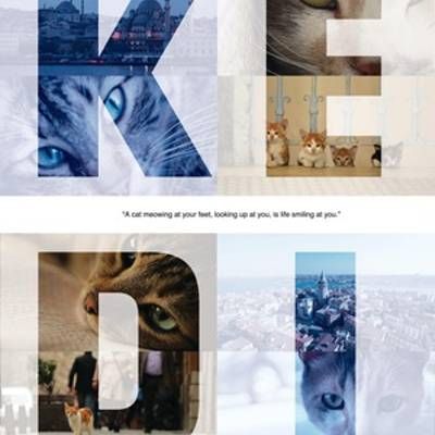 #伊斯坦布尔的猫/爱猫之城