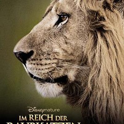 非洲猫科 非洲猫科