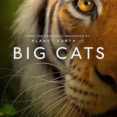 #大猫 Big Cats (2018)