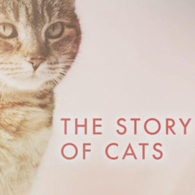 猫科动物的故事