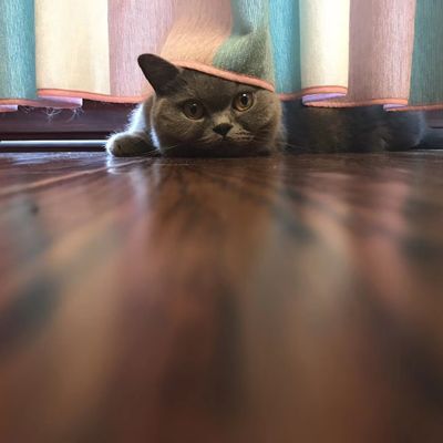 #PurpleBitch四重奏